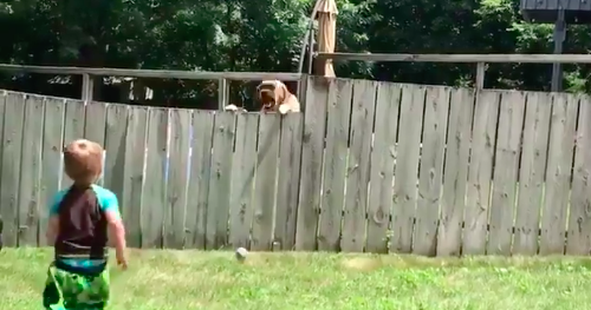 Watch: Boy Plays Catch With Neighbor Dog…Best Video Of The Week!