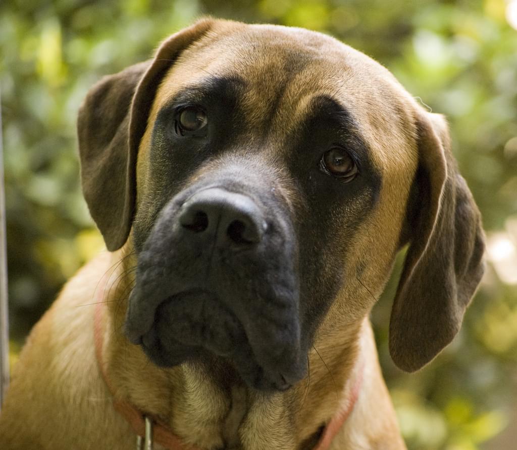 Man Celebrates New Year’s Passed Out With Guard Dog In Wrong House!