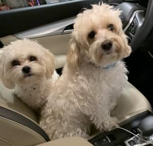 Dogs Love Car Rides!! [PHOTO]
