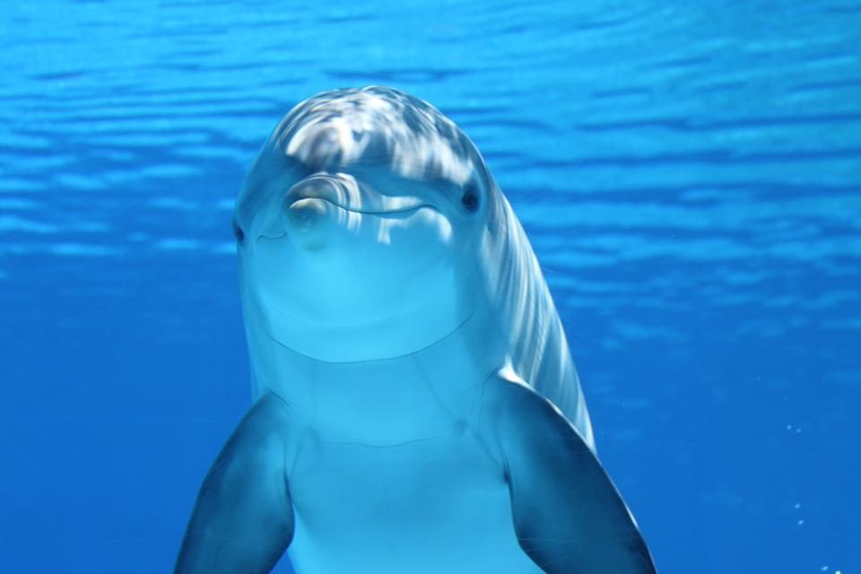 Get In The Water With The Dolphins At The Indy Zoo!