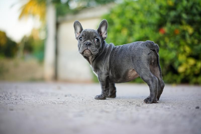 French Bulldogs Turn Green! What? How? See The Photos Here!
