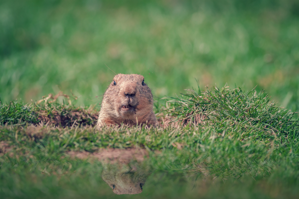 6 More Weeks Of Winter! Punxsutawney Phil Saw His Shadow This Morning