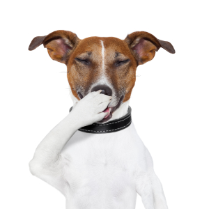Pet Antics…And Their Punishment!