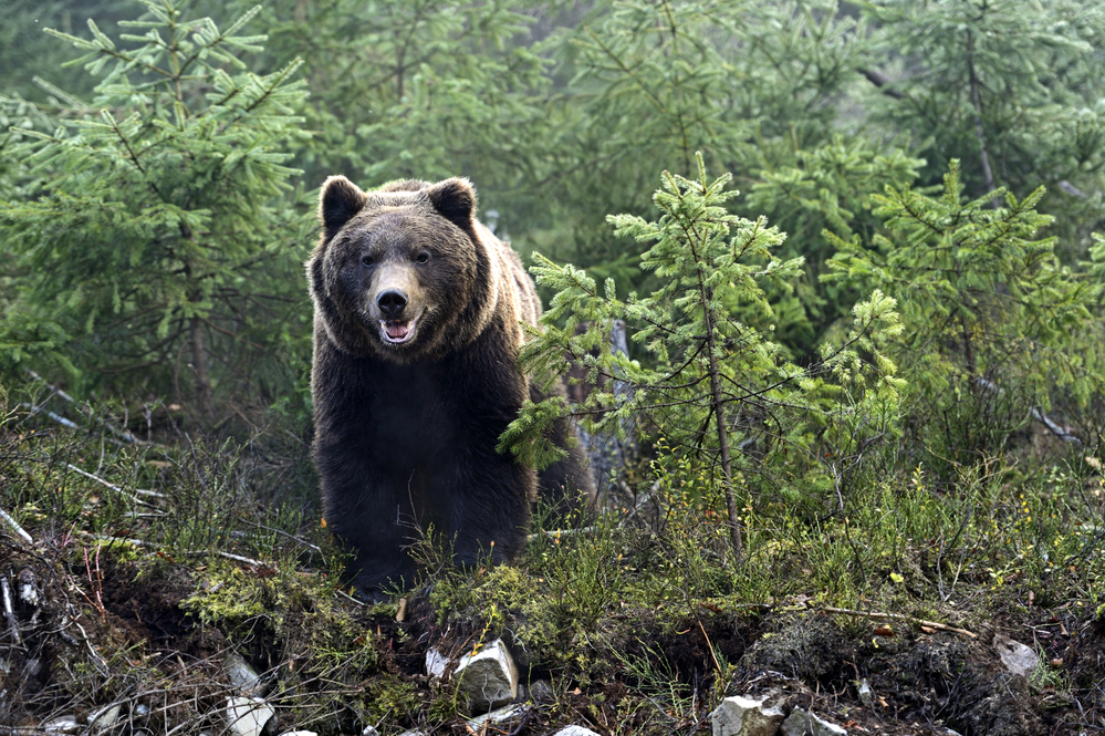 Beach Bear Surprises Swimmers In Florida