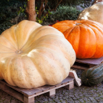 5 Tips For Finding The “Perfect Pumpkin”