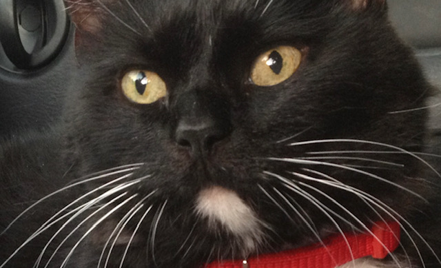 A Literal ‘Cat Burglar’ Has Stolen Over 150 Pairs Of Panties & Boxers From Nearby Neighbors! VIDEO
