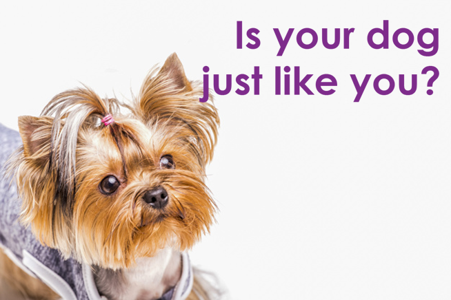 Do you share personality traits with your pet?