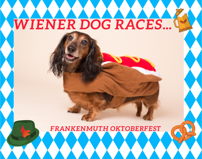 Beautiful Oktoberfest Wiener Dog Races 2025 Moment Photography Beautiful Oktoberfest Wiener Dog Races 2025 Moment Photography