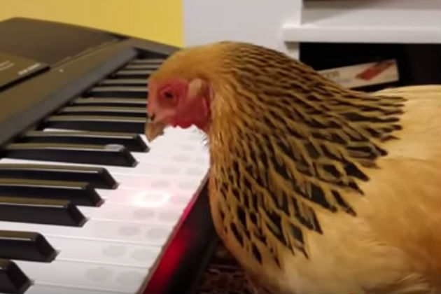 Here’s a Chicken Playing ‘America The Beautiful’ On a Keyboard