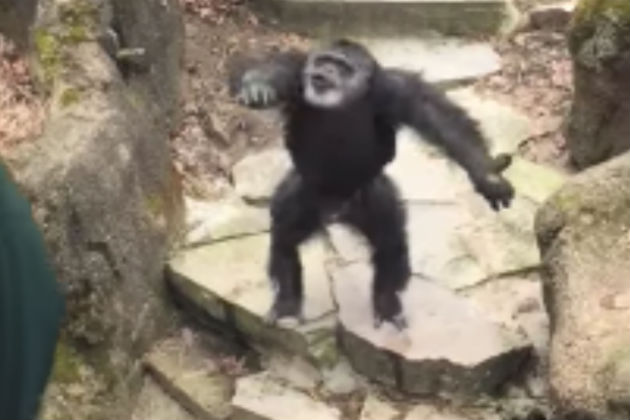 Chimpanzee Flings Poo On Grandma at Grand Rapids Zoo [VIDEO]