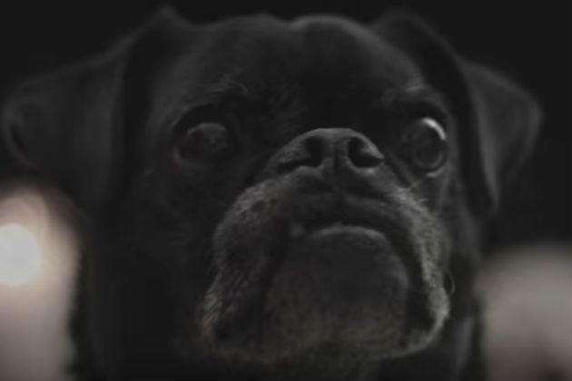 Pugtopsy is a Black Metal Band Whose Lead Singer is An Actual Pug [VIDEO]