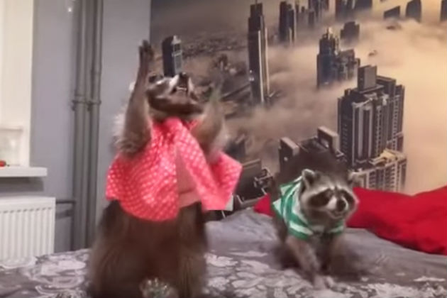 These Raccoons Playing With Bubbles Will Absolutely Make Your Day [VIDEO]