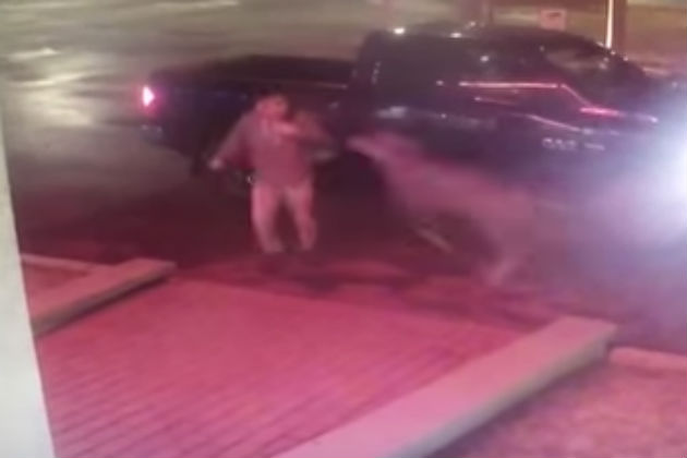 Watch This Guy Get Out of His Truck and Get Destroyed By a Deer