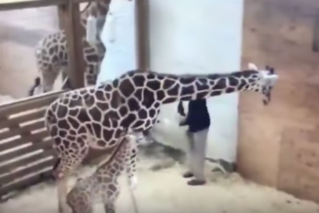 Here’s April the Giraffe Kicking a Veterinarian Right In the Nuts [VIDEO]