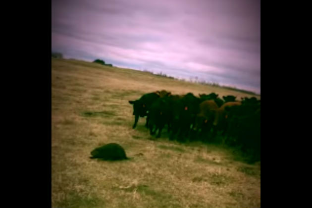 These Cattle Have Found Their New Leader and It’s a Beaver [VIDEO]