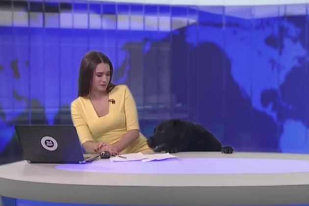 Here’s a Dog Interrupting a Russian Television Newscast [VIDEO]