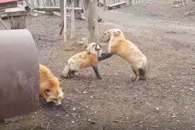 Watch These Two Foxes Scream At Each Other [VIDEO]