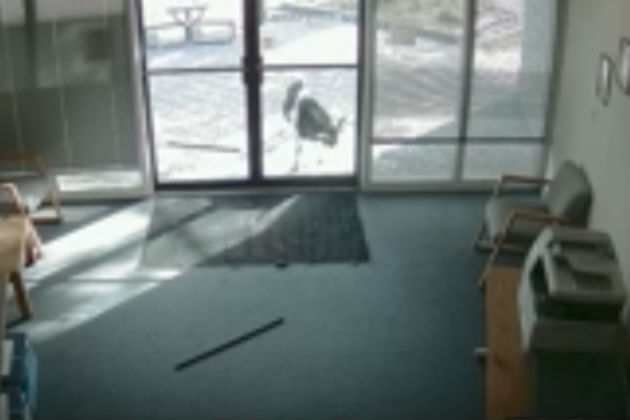 Here’s a Goat Breaking Into an Office Building [VIDEO]