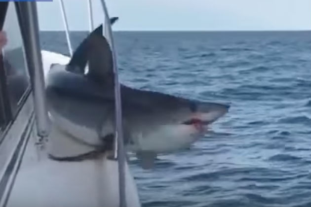 Check Out This Giant Shark That Jumped Onto a Boat [VIDEO]