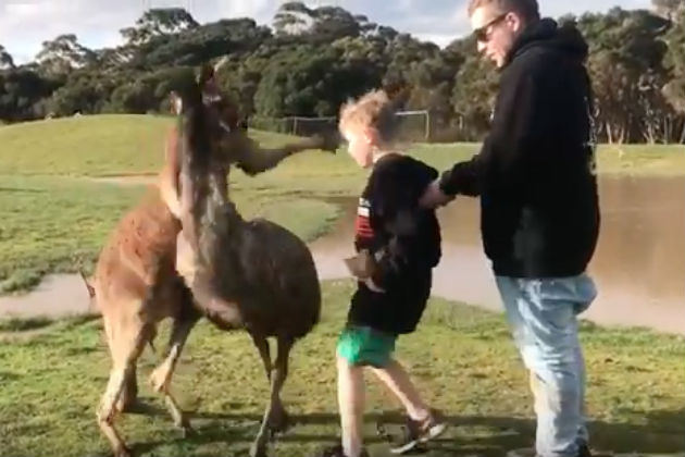 Watch This Kid Get Punched In the Face By a Kangaroo