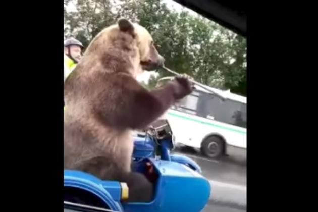 Here’s a Bear Playing a Horn While Riding a Motorcycle in Russia [VIDEO]