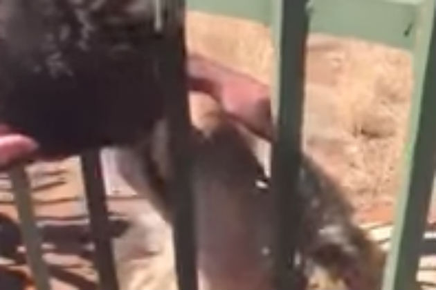 Watch This Rugby Player Get His Hand Bit By a Lion [VIDEO]