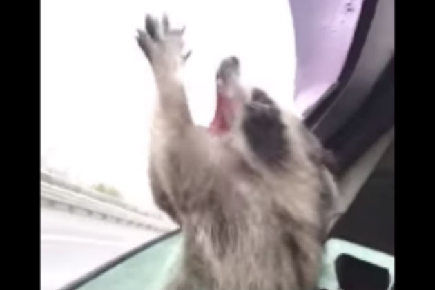 Watch This Raccoon Try and Catch Some Delicious Rain Drops [VIDEO]