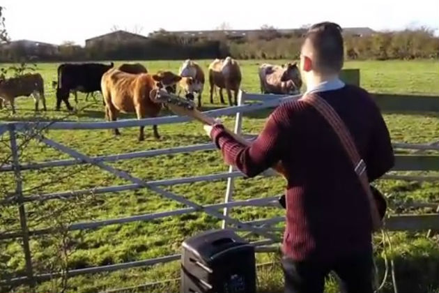 These Cows Like Bass Guitar Solos as Much as Everyone Else Does [VIDEO]