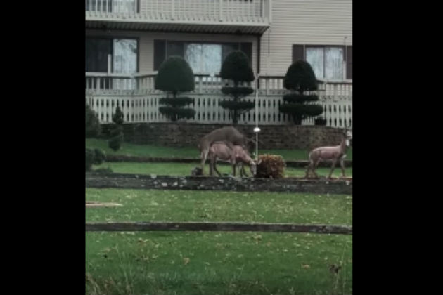 Watch This Deer Get Hot and Heavy with a Lawn Ornament [VIDEO]