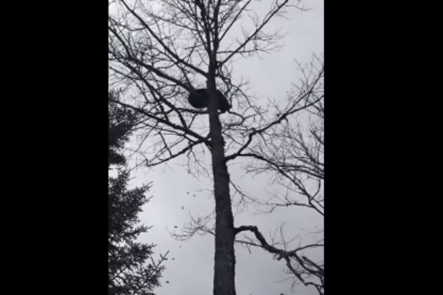 Watch This Bear In a Tree Take a Dump All Over Andrew [NSFW VIDEO]