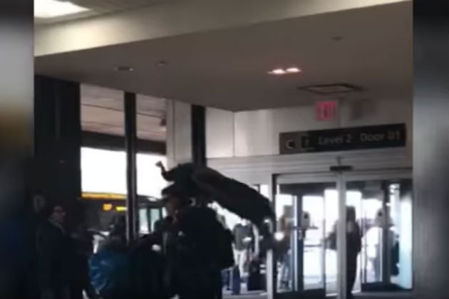 Woman Not Allowed to Bring Emotional Support Peacock Onto Flight [VIDEO]