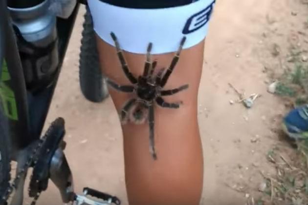 Watch How Quickly This Giant Spider Crawls Up a Cyclist’s Leg [VIDEO]