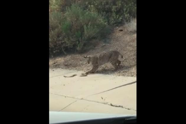 Watch a Bobcat and a Rattlesnake Fight to the Death [VIDEO]