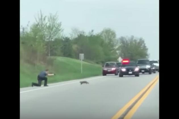 Watch This Cop Fatally Shoot a Groundhog That’s Blocking Traffic [VIDEO]