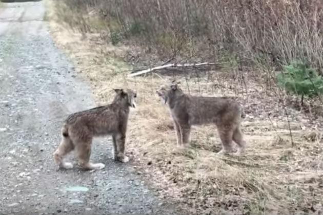 These Two Lynxes Screaming at Each Other Sounds Like Moaning Humans [VIDEO]