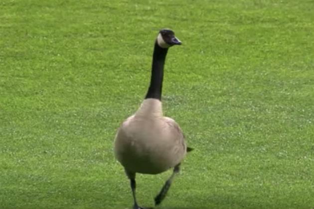 A Goose Interrupted Last Night’s Detroit Tigers Game [VIDEO]