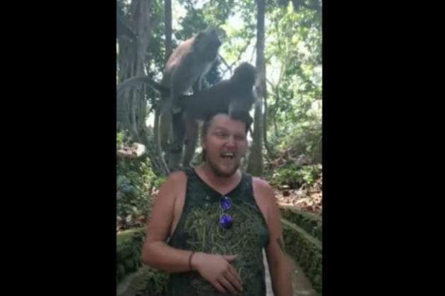 This Guy’s Got a Couple of Monkeys Humping On His Head [VIDEO]