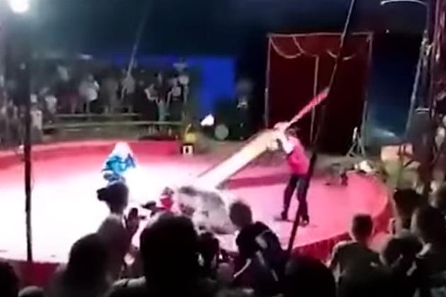 Watch This Circus Bear Attacks One of Its Handlers During a Performance [VIDEO]