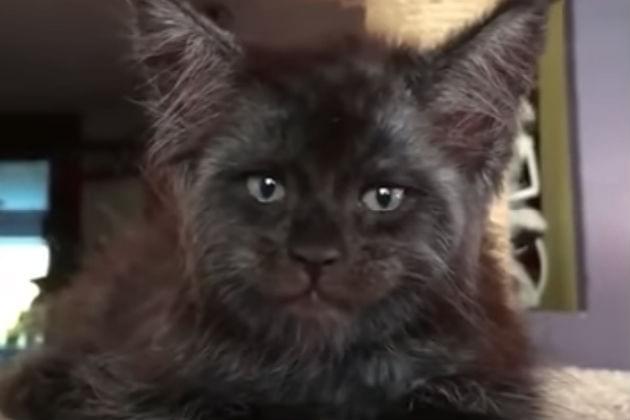 This Cat Has a Human Face and It’s Kinda Freaking Us Out [VIDEO]