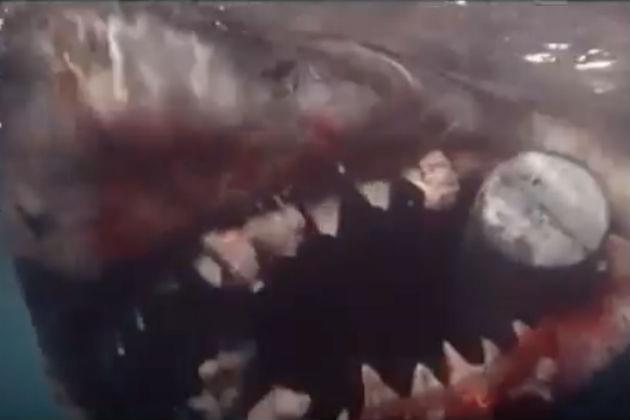 Here’s Everything You Need to Know About ‘Jaws’ in One Minute [VIDEO]