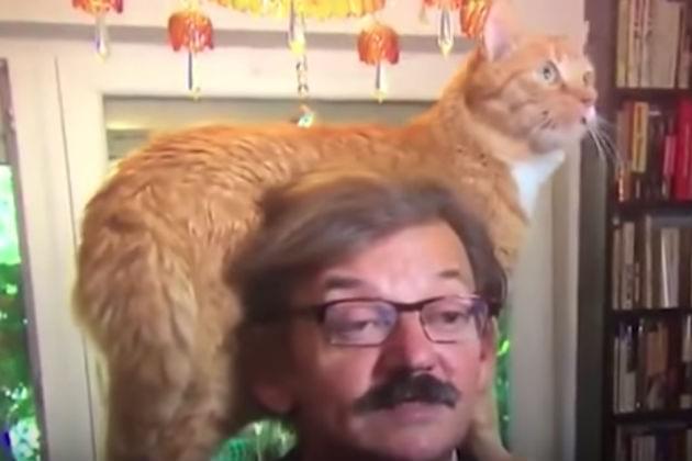 Watch This Cat Interrupt a TV Interview with a Respected Polish Historian [VIDEO]