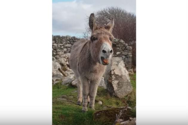 Harriet The Singing Donkey Has Captured Our Hearts [VIDEO]