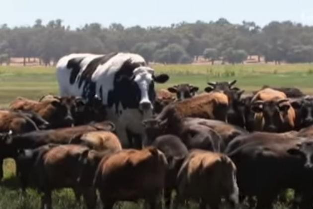 Say ‘Hello’ to This Massive Cow Named Knickers [VIDEO]