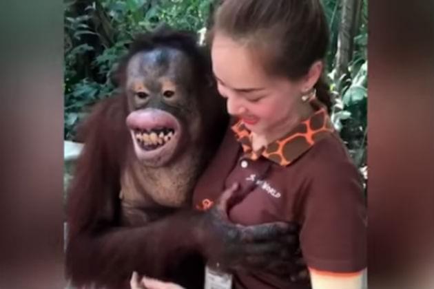 Watch This Orangutan Grab a Handful of His Handler’s Boobs [VIDEO]