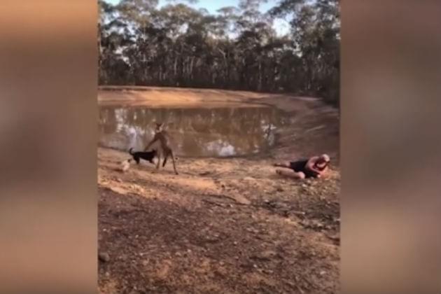 This Australian Man Gets Kicked By A Kangaroo and Doesn’t Even Drop His Beer [VIDEO]