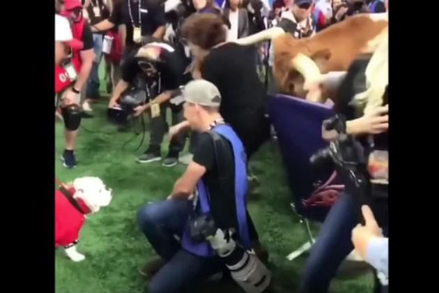 The Mascots for Texas and Georgia Almost Came to Blows at the Sugar Bowl [VIDEO]
