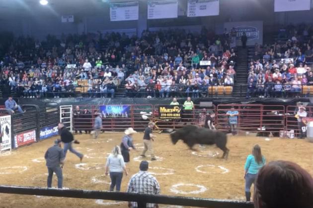 Watch This Bull Throw People Around During ‘Cowboy Pinball’ [VIDEO]