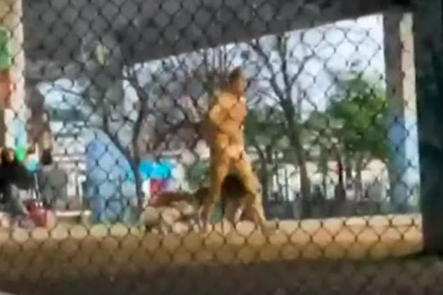 This Guy Covered Himself in Peanut Butter and Went to a Dog Park [VIDEO]