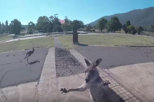 Watch This Paraglider Stick the Landing Before Getting Attacked By a Kangaroo [VIDEO]