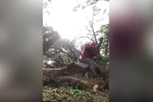 Here’s a Lumberjack Getting Hit Right in the Balls By A Tree [VIDEO]